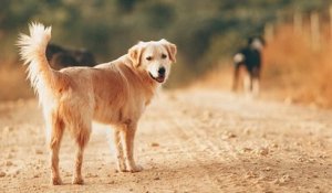 Les chiens vivraient une forme de deuil lorsqu'un de leur semblable meurt, selon une étude