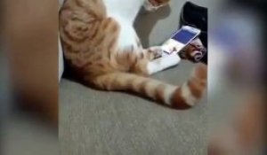 La Reaction De Ce Chat Face A Son Maitre Qui Fait Semblant De Frapper Son Bebe Est Surprenante Sur Orange Videos
