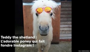 INSTACUTE : Teddy the shetland : L’adorable poney qui fait fondre Instagram !