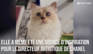 Mort de Karl Lagerfeld : Découvrez Choupette, le chat qu'il aimait tant !