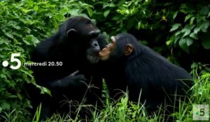 L'odyssée des primates - france 5 - 01 08 18