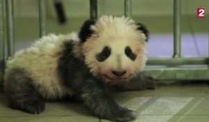 Le zapping du 17/11 : Les premiers pas maladroits d’un bébé panda