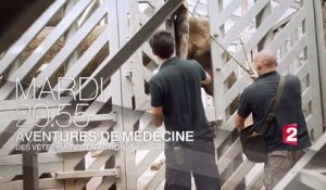 Aventures de médecine - Des vétérinaires en action - 24 10 17 - France 2