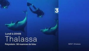 Thalassa - Polynésie française - 16 10 17 - France 3