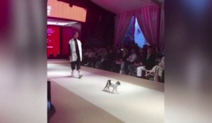 Zapping du 30/10 : Un chat s’incruste sur le catwalk d’un défilé