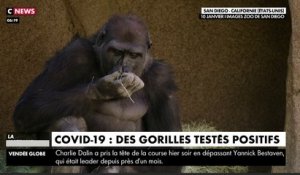 Zapping du 13/01 : Covid-19 : des gorilles testés positifs aux États-Unis