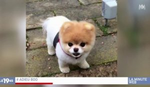 Zapping du 22/01 : Décès de Boo le chien le plus mignon du web