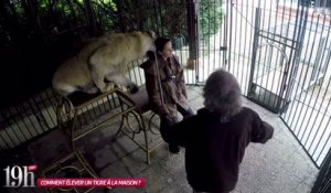 19h Live : un tigre veut manger une journaliste