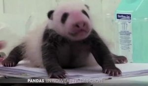Le zapping du 04/07 : La naissance miraculeuse d’un bébé panda en Belgique