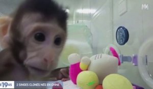 Zapping du 29/01 : Des bébés singes clonés !