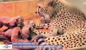 Le zapping du 05/01 : L’incroyable naissance de 8 bébés guépards