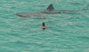 Un nageur heurté par un requin en Bretagne