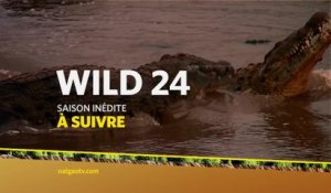 Wild 24 - Nat Geo Wild