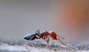 Des chercheurs français ont appris à des fourmis comment détecter les cancers, une première mondiale