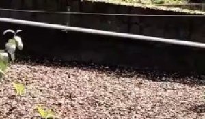 Quand un lion et un visiteur du zoo se font un duel de rugissement... hilarant