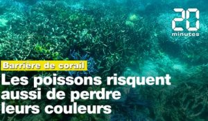 Réchauffement climatique: Les poissons de la Grande barrière de corail risquent aussi de perdre leurs couleurs