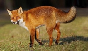 L'abattage de 850 renards autorisé par le préfet de Seine-Maritime finalement annulé par le tribunal de Rouen