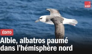 Albie, albatros paumé dans l'hémisphère nord
