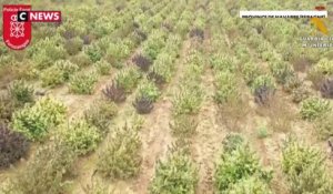 Espagne : la plus grande plantation de cannabis d'Europe saisie par la police