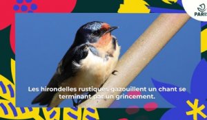 Les hirondelles à Paris | Brèves de nature sauvage à Paris | Paris Podcast