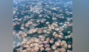 Spectaculaire invasion de méduses dans le Golfe de Trieste en Italie