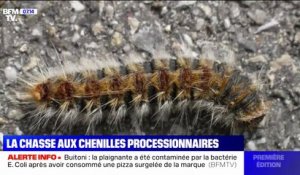 Gare aux chenilles processionnaires, reconnues comme nuisibles et de retour dans nos jardins