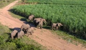 Un groupe de 11 éléphants a parcouru plus de 700 km à travers l'Afrique pour rejoindre un parc national