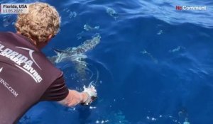 Ecotourisme : plongée avec des requins en Floride