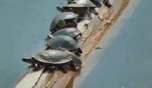 Des tortues tanguent sur un tronc d'arbre sur l'eau