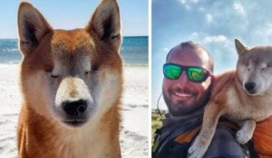États-Unis : une chienne aveugle parcourt une randonnée de 1800 kilomètres pour retrouver confiance en elle
