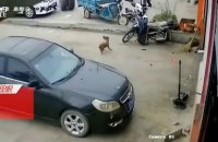 Un chien chassé par... un pneu de camion