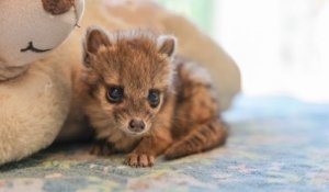 Un bébé fanakola tacheté, rare représentant d'une espèce menacée, est né pour la première fois dans un zoo aux États-Unis