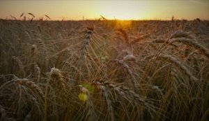 International : Les Nations unies tentent de rétablir l'approvisionnement en blé