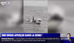 Une orque a été aperçue dans la Seine