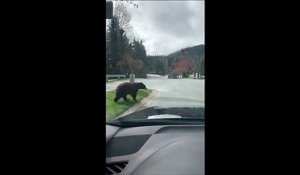 Cet ours méprise vraiment les automobilistes... aucun respect pour eux