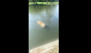 Ce chien pense sauver un canard de la noyade