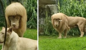 Un lion blanc photographié avec une frange droite est devenu une superstar sur le Net