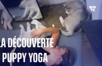 Le puppy yoga, une pratique de relaxation avec des chiots