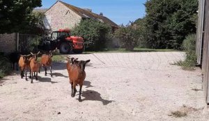 Ferme de la Noue, près de Rambouillet. Les chèvres se dirigent vers la chèvrerie, après la traite, pour gagner les prés