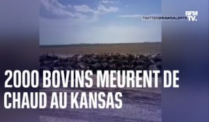 Au moins 2000 bovins sont morts au Kansas à cause de la chaleur, causant un véritable charnier à ciel ouvert