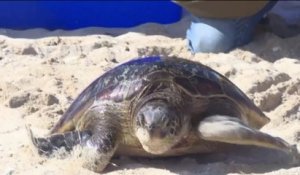 Fenêtre sur les Outre-Mer - La Réunion : Speedy la tortue a retrouvé l'océan