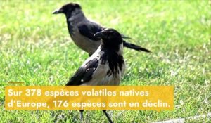 Europe : plus de 600 millions d’oiseaux disparus en l’espace de 40 ans