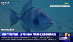 Le baliste, ce poisson mordeur qui fait peur aux baigneurs de la Côte d'Azur