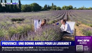 Provence: une bonne année pour la lavande?