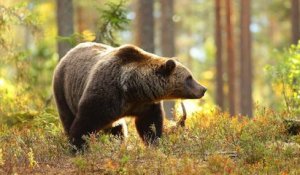 Russie : un ours mortellement blessé tue le chasseur qui lui avait tiré dessus