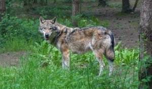 Cette année, la population de loups gris en France est estimée à 921 individus, un chiffre en augmentation depuis 10 ans