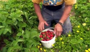 Saison des fraises arrivée : Une grosse et juteuse saison