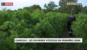 Canicule : les ouvriers viticoles en première ligne