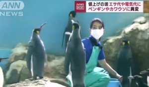 Cet aquarium japonais donne du poisson bon marché pour contrer l'inflation mais personne ne veut les manger