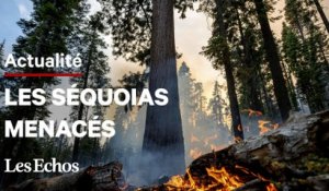 Les séquoias géants du parc Yosemite menacés par un violent incendie